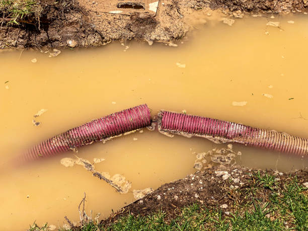 Best Flood restoration services  in Wayne, WV